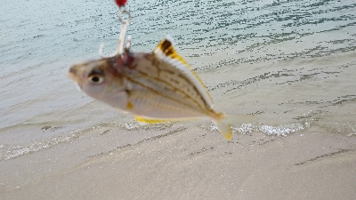 デイシーバス狙いだったが…