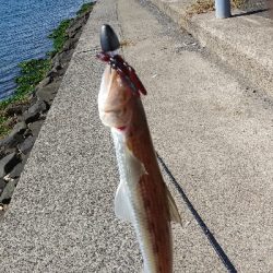 外海が荒れていたので