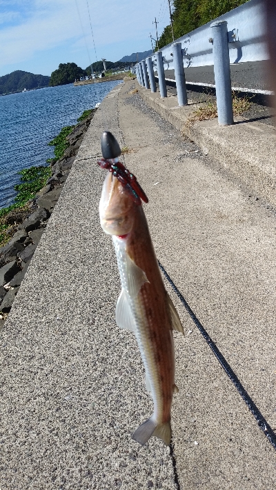 外海が荒れていたので