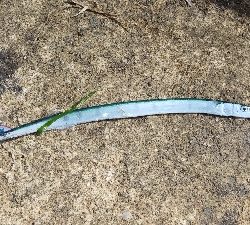 エギングとショアジギング③