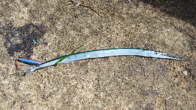 エギングとショアジギング③