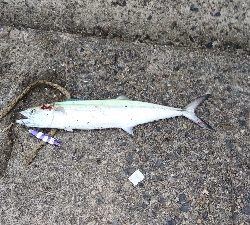 ショアジギングにて