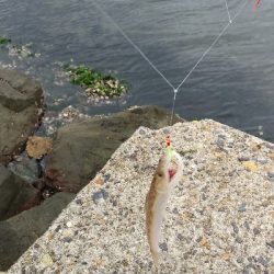 なんとかサゴシに会えた