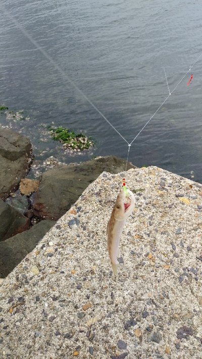 なんとかサゴシに会えた