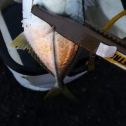 アジング練習29