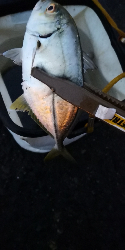 アジング練習29