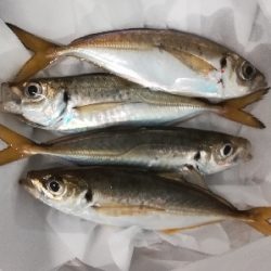 アジンガー1825〜2030