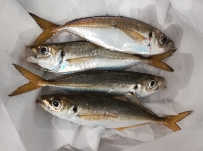 アジンガー1825〜2030