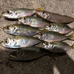 南蛮漬けが食べたくて