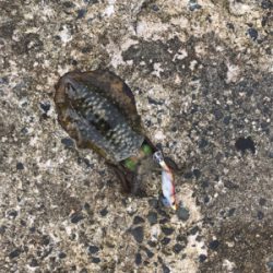 今年初エギング