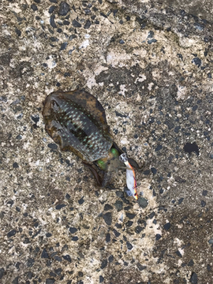 今年初エギング