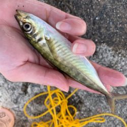 サヨリ仕掛けで30匹以上