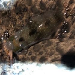 暗い時間帯だけでした。