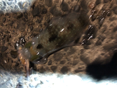 暗い時間帯だけでした。