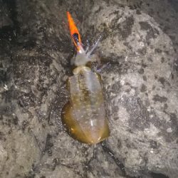 第三回アオリイカ調査