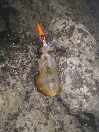 第三回アオリイカ調査