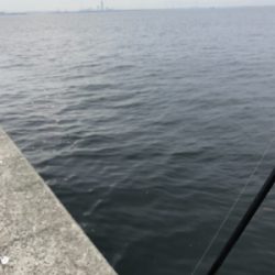 台風前に荒ぐい狙って