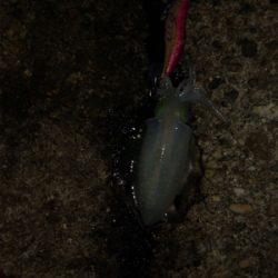 ナイトエギング