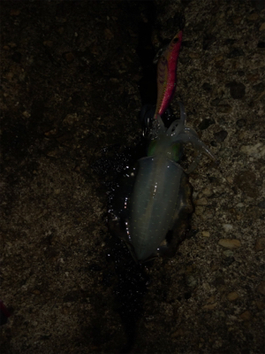 ナイトエギング