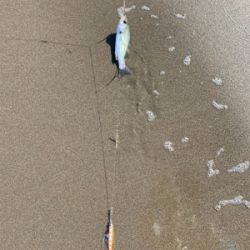 ジギングサビキ恐ろしや