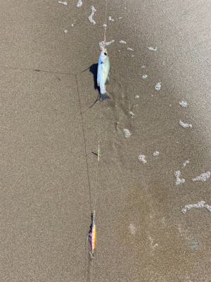 ジギングサビキ恐ろしや