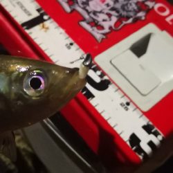 アジング練習30