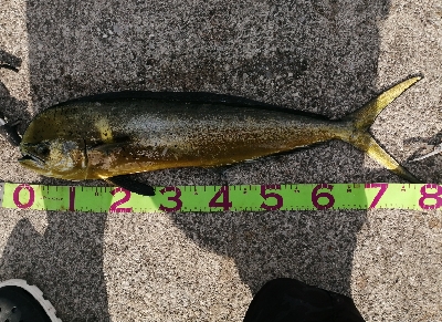 数年振りのシイラ