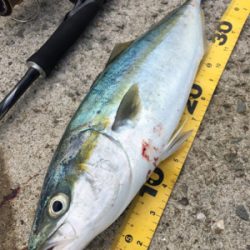 タチウオ不発ハマチ高活性