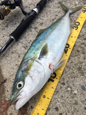 タチウオ不発ハマチ高活性