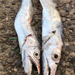 再びタチウオ回って来てますよ〜