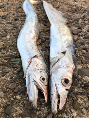 再びタチウオ回って来てますよ〜