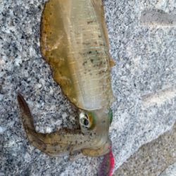 青物どこ行った…