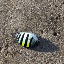 波止フカセ釣り