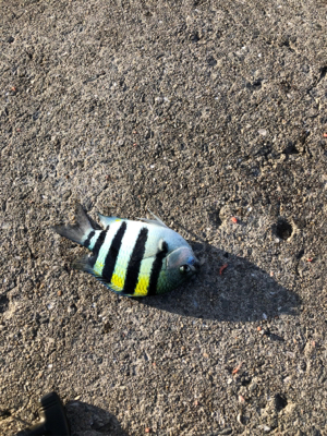 波止フカセ釣り