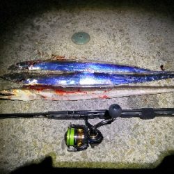 ワインドで鱧2匹め