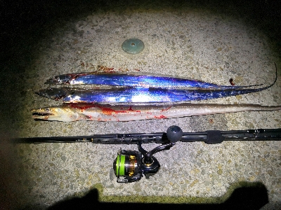 ワインドで鱧2匹め