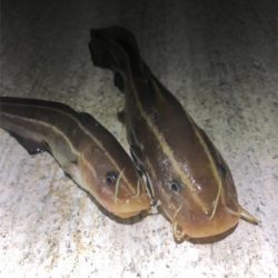 台風の影響か‥