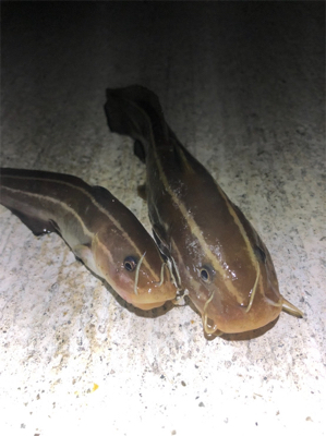 台風の影響か‥