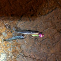 湾奥河口にタチウオはまだいないがアジはいる