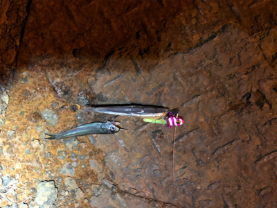 湾奥河口にタチウオはまだいないがアジはいる