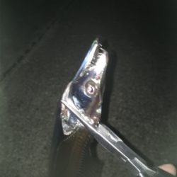 転勤後初釣行にて