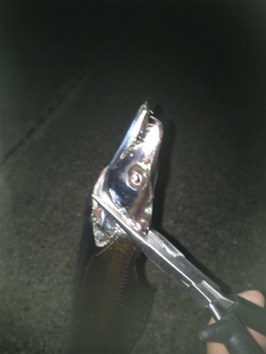 転勤後初釣行にて