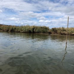 今シーズン初ハゼ