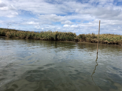 今シーズン初ハゼ