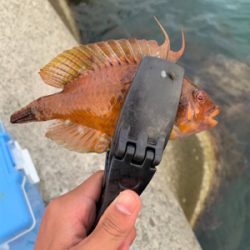 アジングのはずが、、、