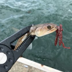 アオリイカを求めて⑧