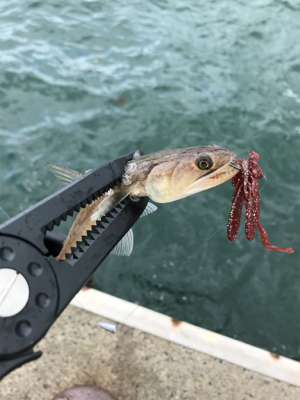 アオリイカを求めて⑧