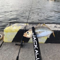 家族でアジングとサビキ