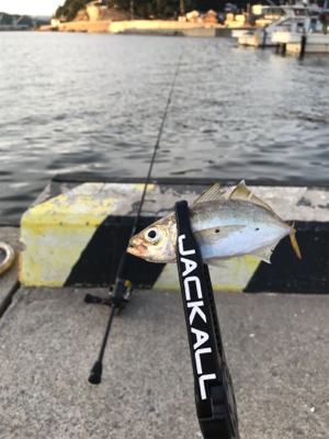 家族でアジングとサビキ