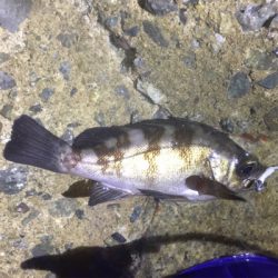 癒しのアジング♪GUNNING-STYLE